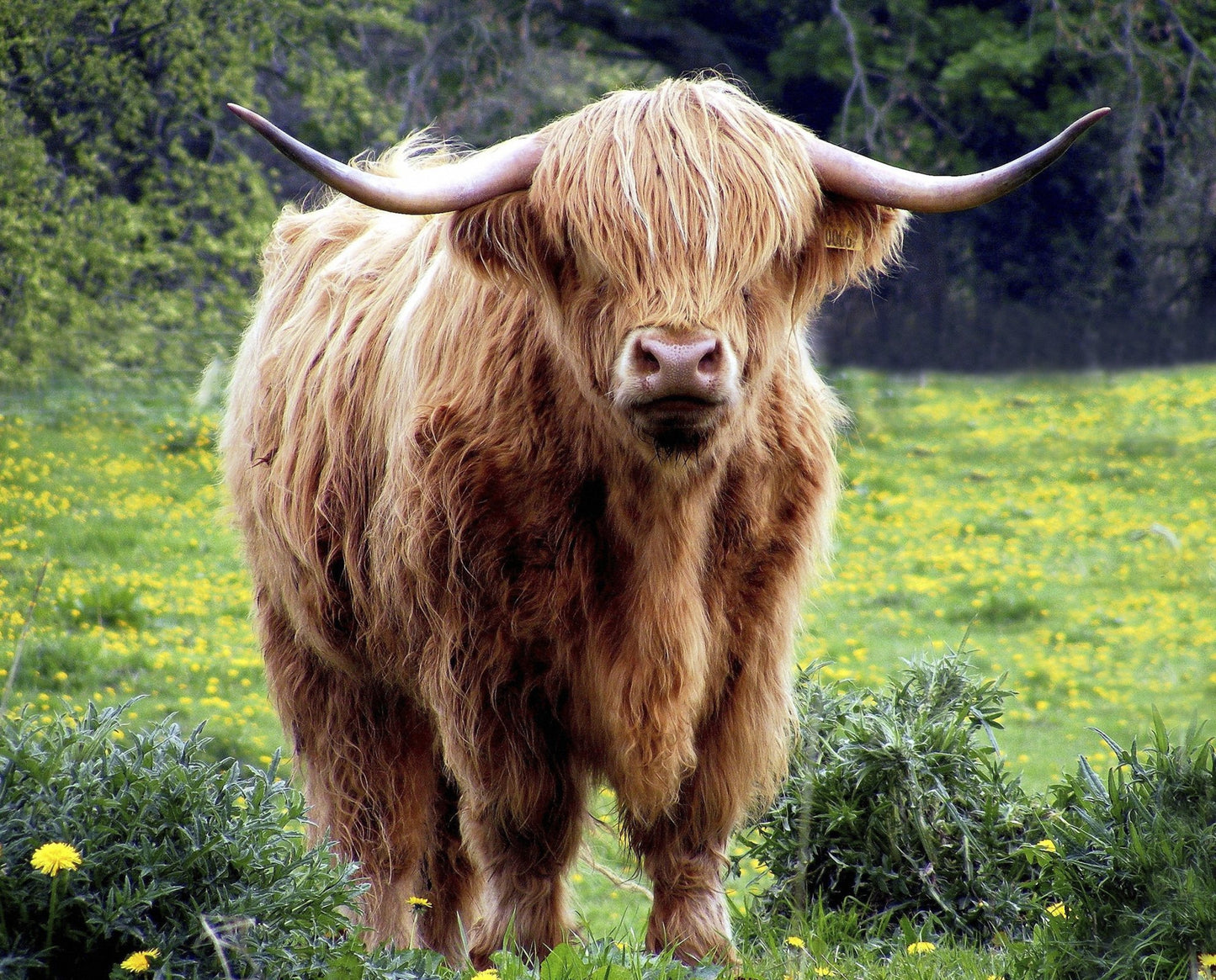 PREORDER ITEM - EXPECTED IN DECEMBER 2024: Highland Cows 35.5" Panel Realistic DX-6636-4C-1 Cotton Woven Panel