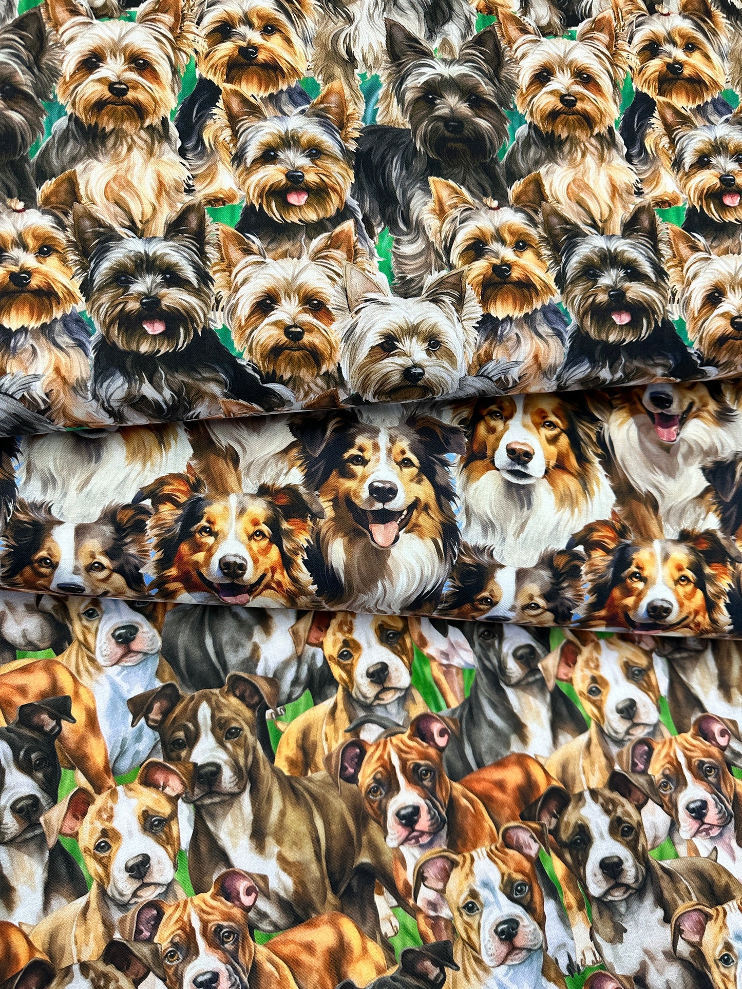 Doggies! Yorkies Multi packed    DX-4814-3C-1 Cotton Woven Fabric