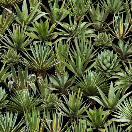 Agave on Black C6808-BLACK Cotton Woven Fabric