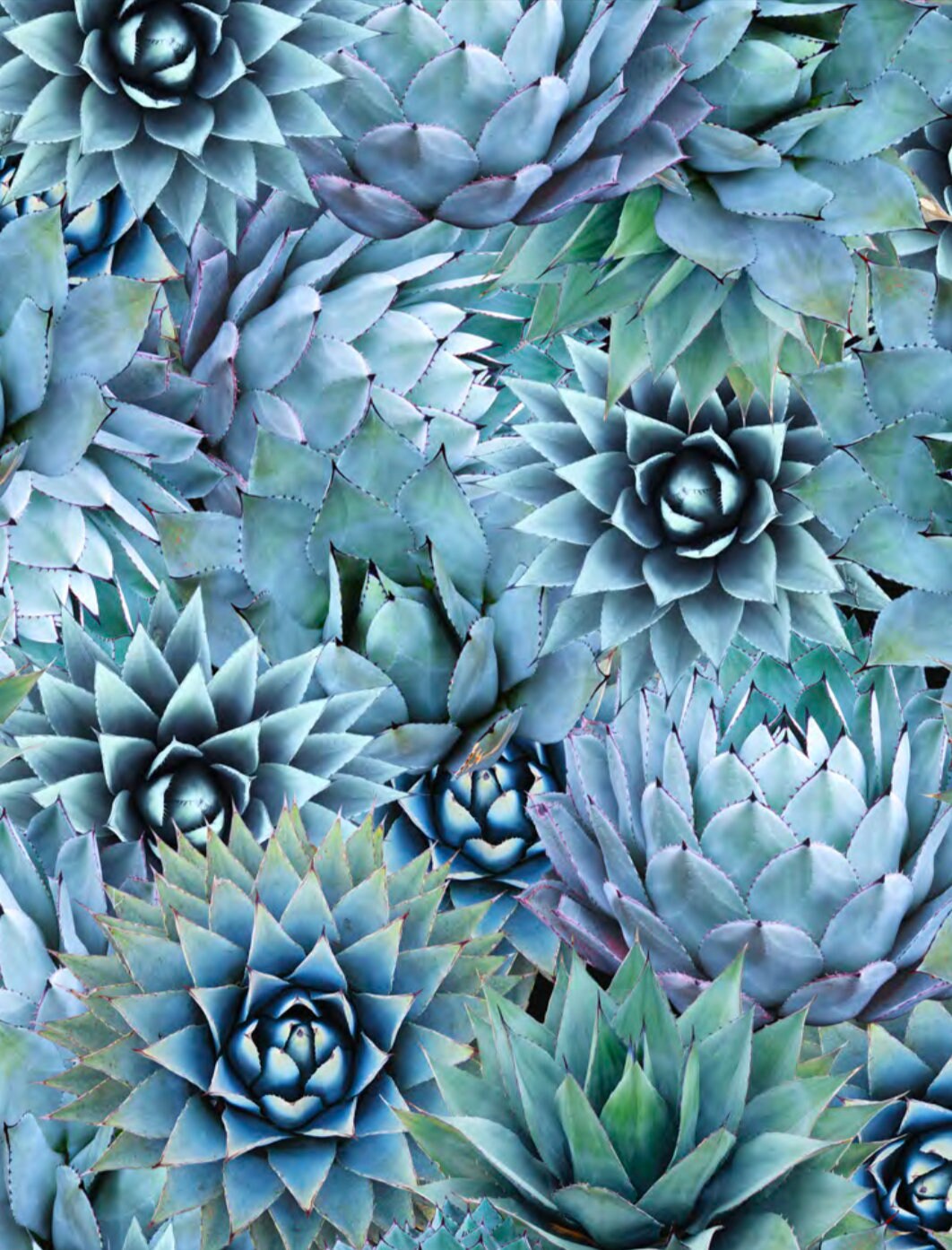 Nature's Narratives R4677-653-Agave Cotton Woven Fabric
