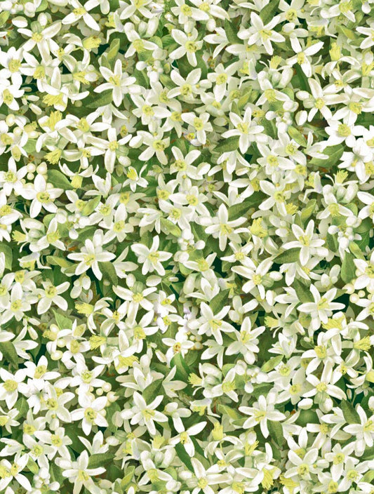 Orchard Bliss R4684-448-Blossom Cotton Woven Fabric