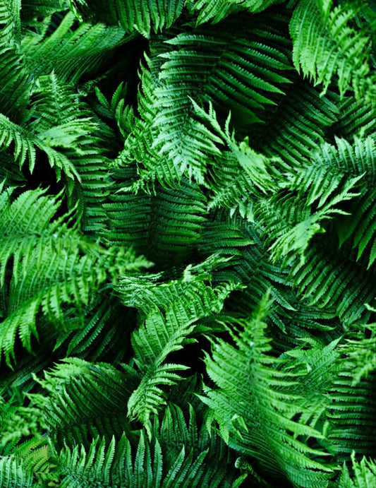 Nature's Narratives R4670-220-Fern Cotton Woven Fabric